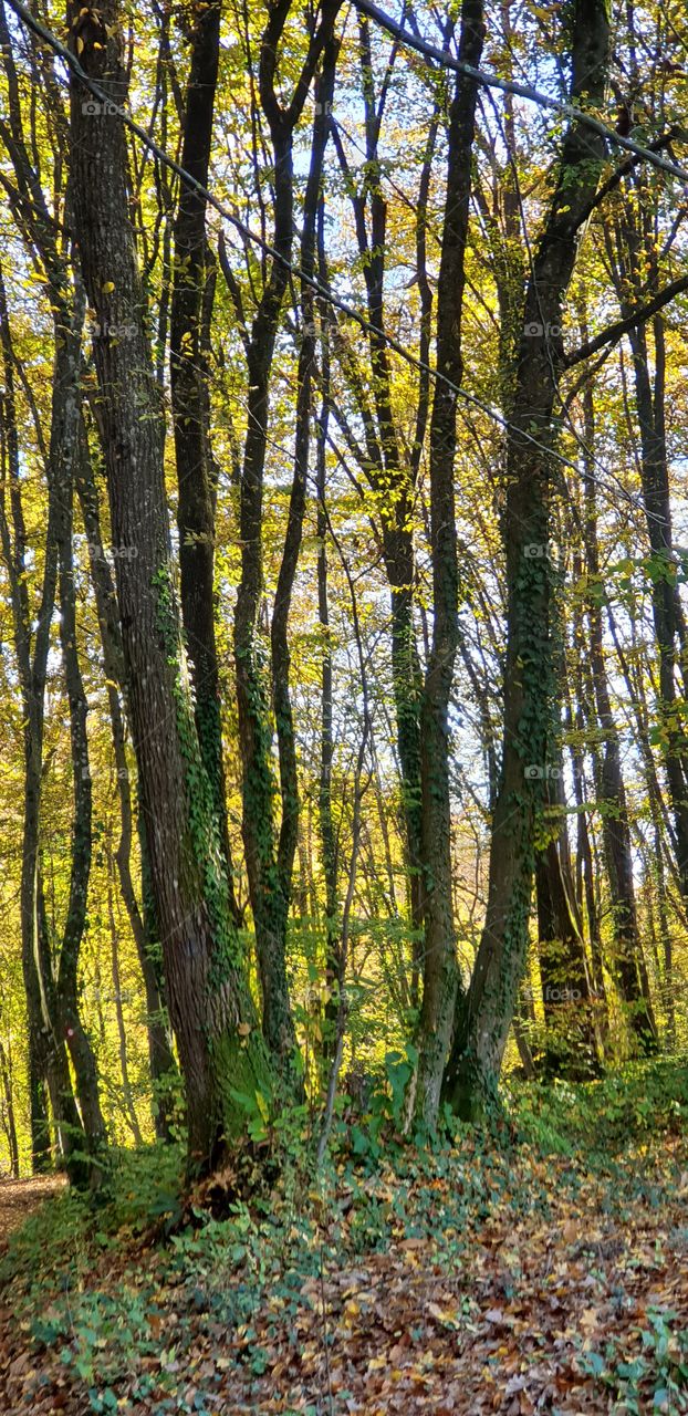 autumn in the forest