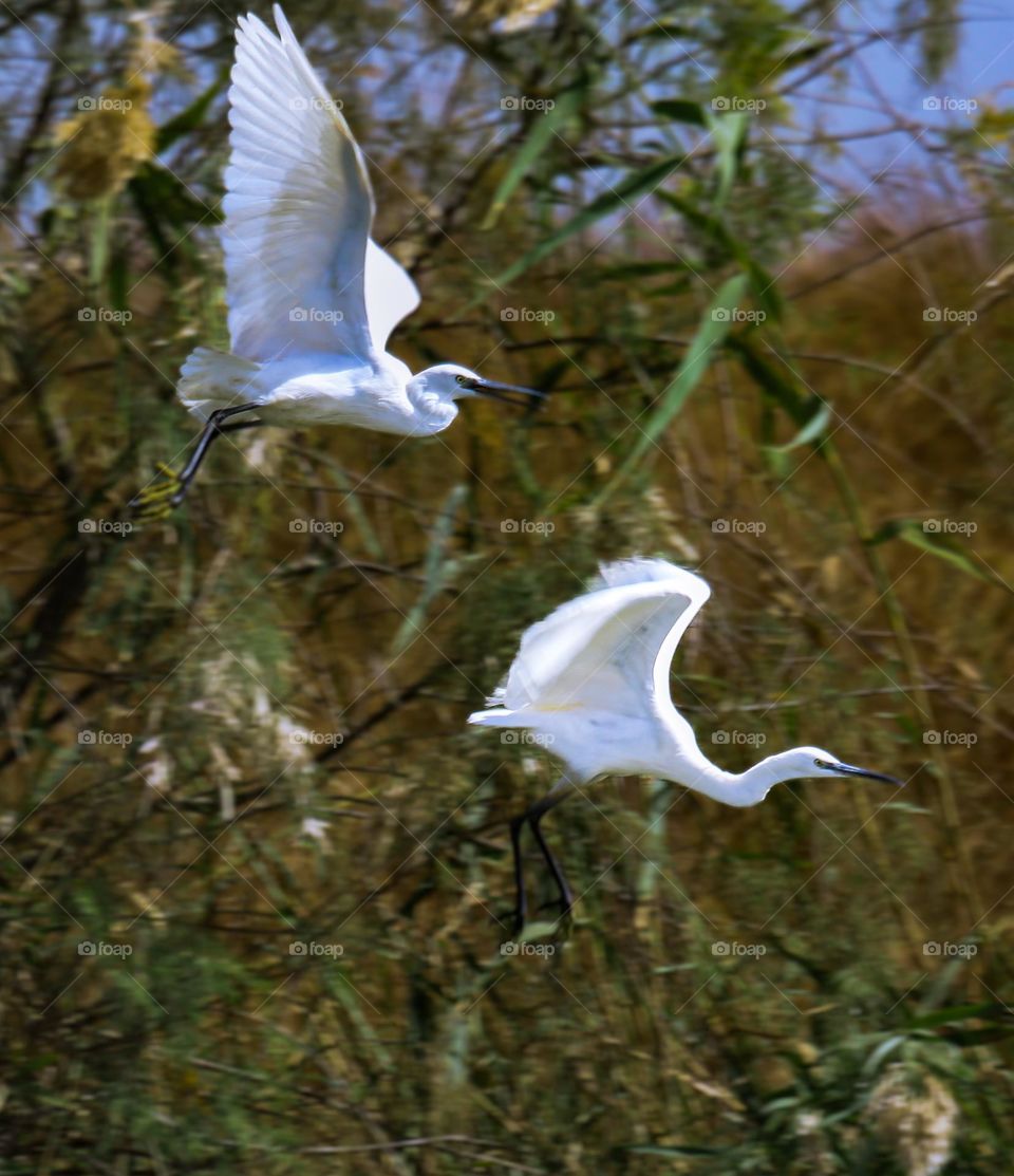 white egrets