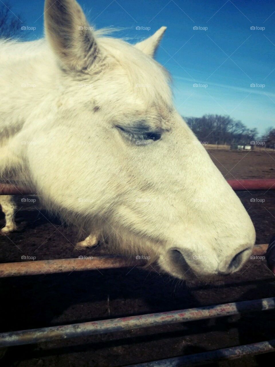 White horse. friendly white horse