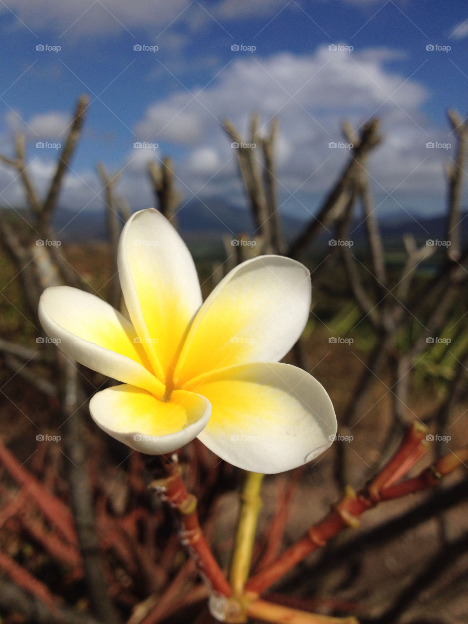 yellow nature pretty flower by tanushri123