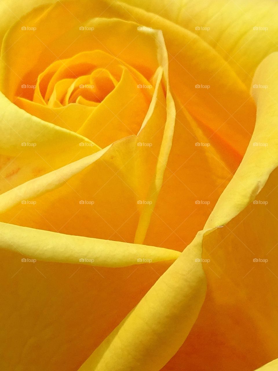 The beauty of flowers