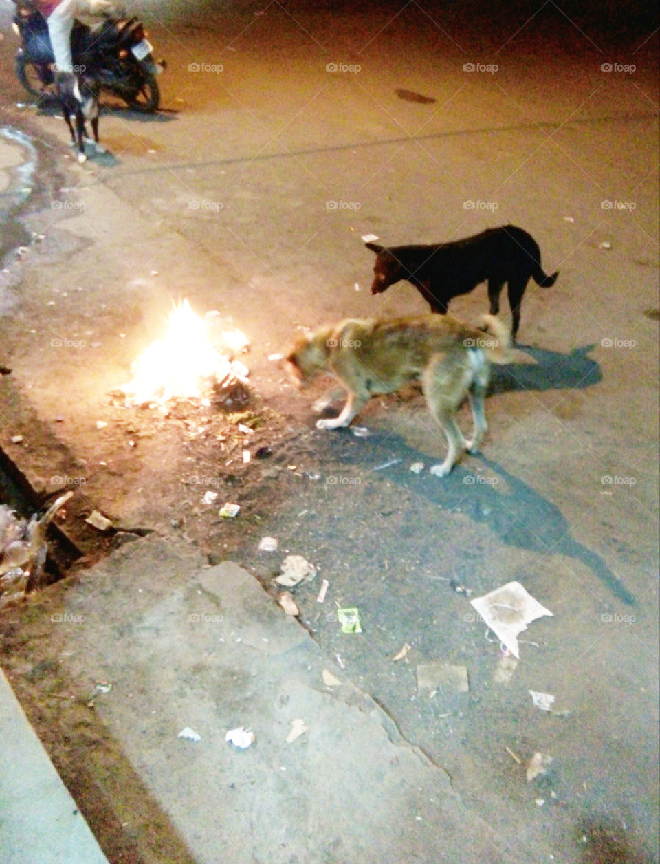 Fire and animals, dog near fire in night, dog near fire in the compulsion of hunger, fire and dog in black night, good photos of fire and animal, true picture of night, dog's natural picture of hunger and fire,real ad natural photo of fire and dog