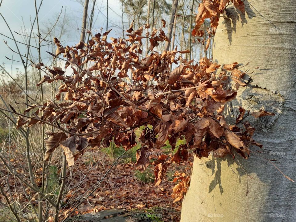 beautiful branch full of brown leaves