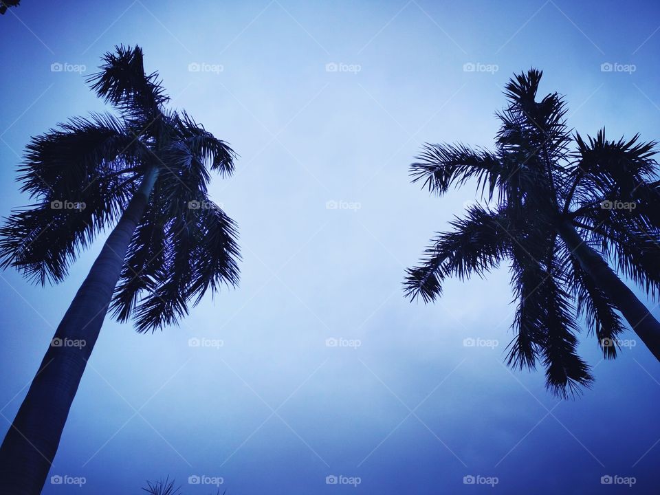 Coconut tree