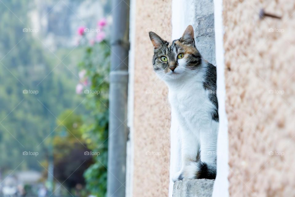 City cat, eye-contact with one beautiful cat sitting outside the window and having a great view of the surroundings 