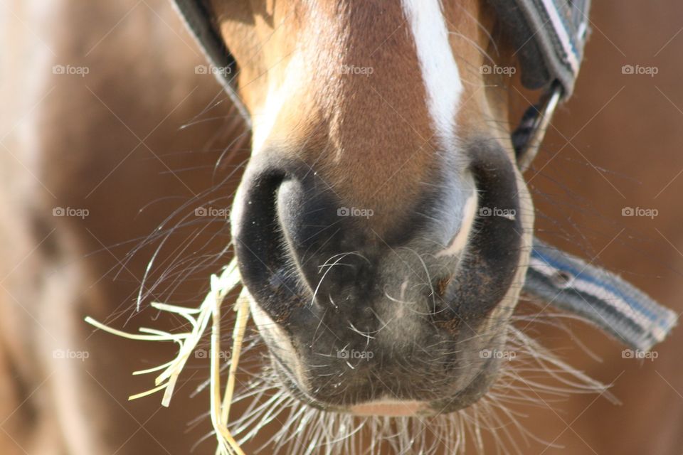 A nose of a horse