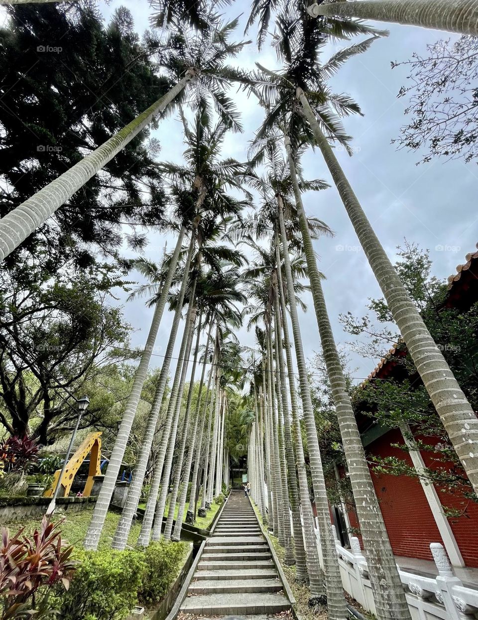 a towering palm tree