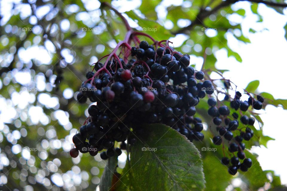 Black elder growing in plant