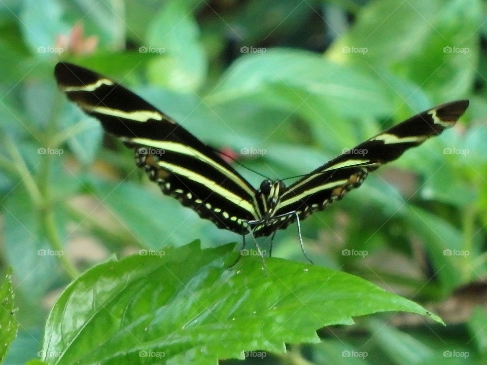 Cockrell Butterfly Center