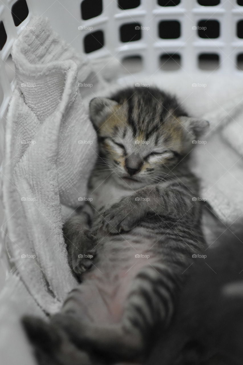 Newborn Cat.