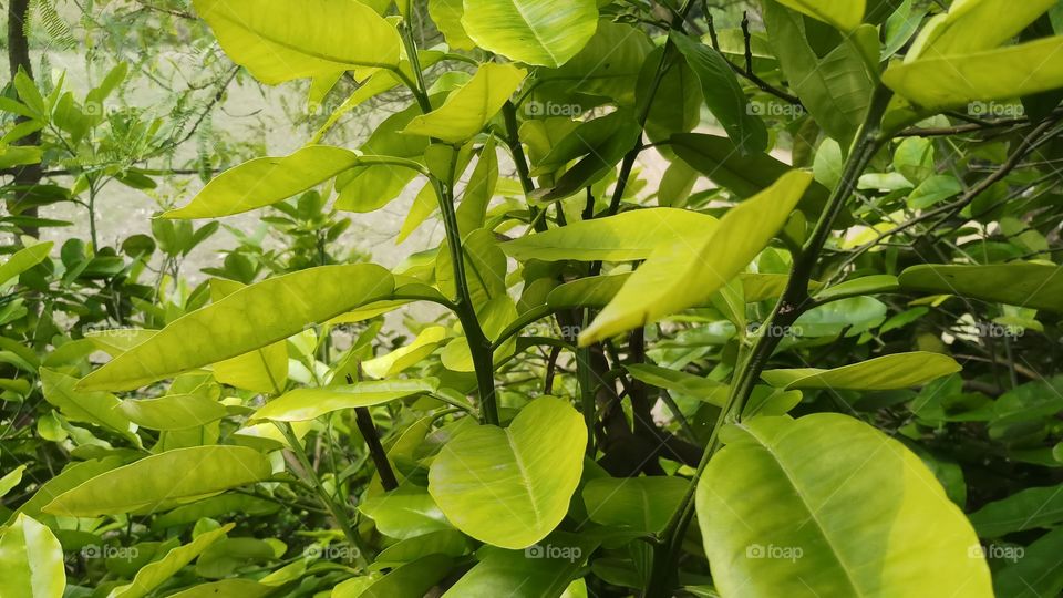 Beautiful yellow leaves in spring time.