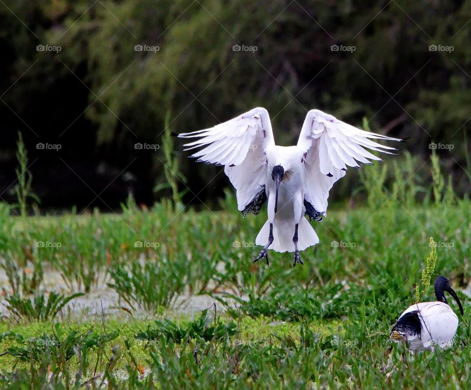 Ibis landing at the edge of a wetland