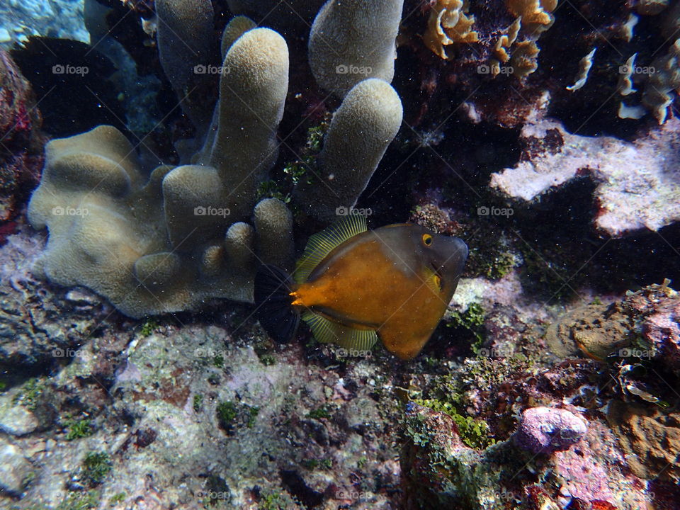 Ocean Fish Roatan Honduras