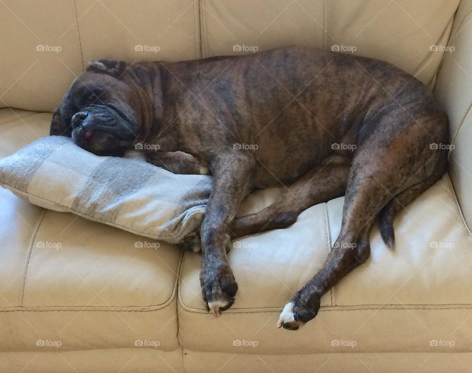 Boxer snoozing