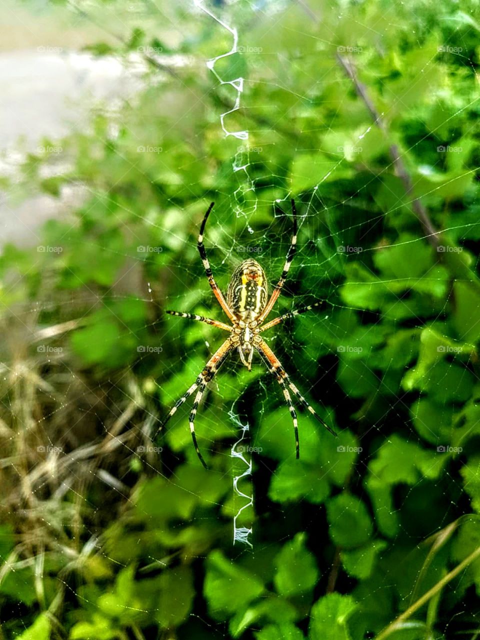 spider