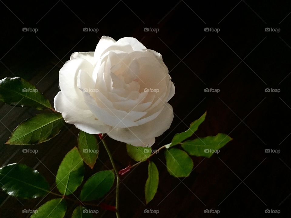 White Rose