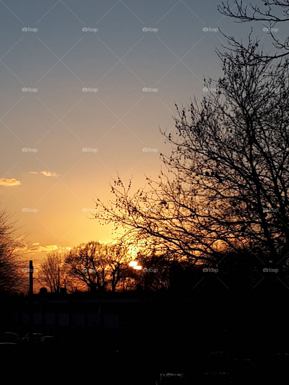 Sunset Through Branches