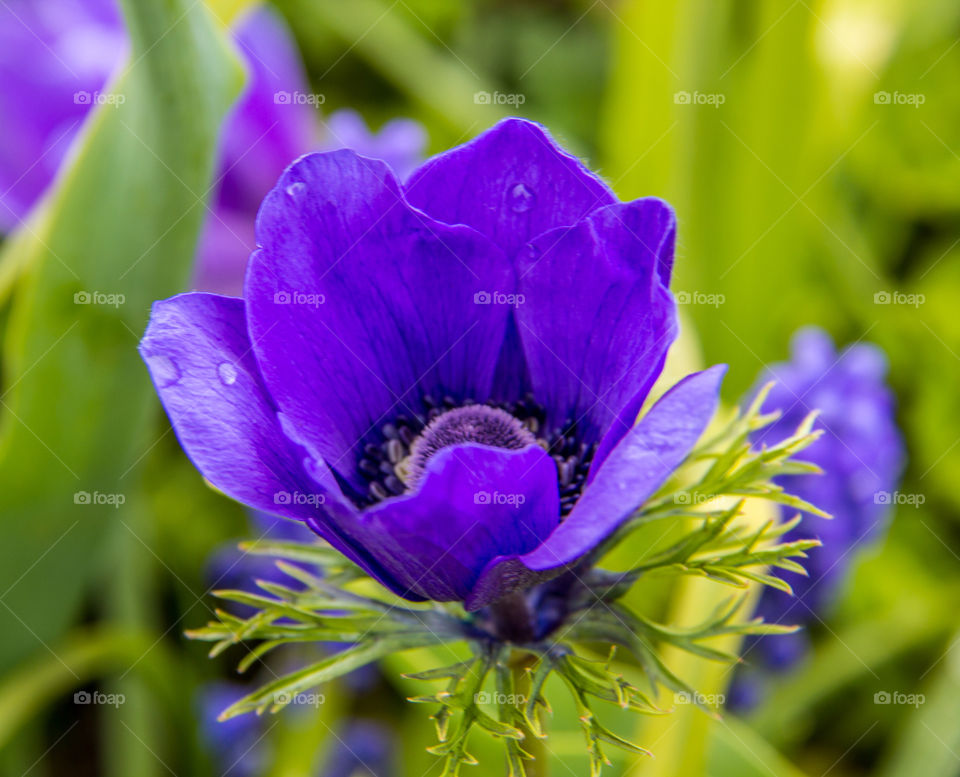 Purple anenomes 