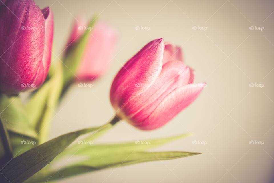 Close-up of pink tulip in bloom
