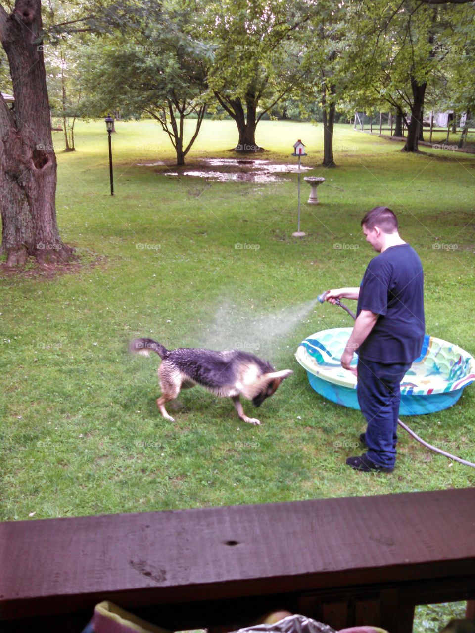 German Shepherd bath time