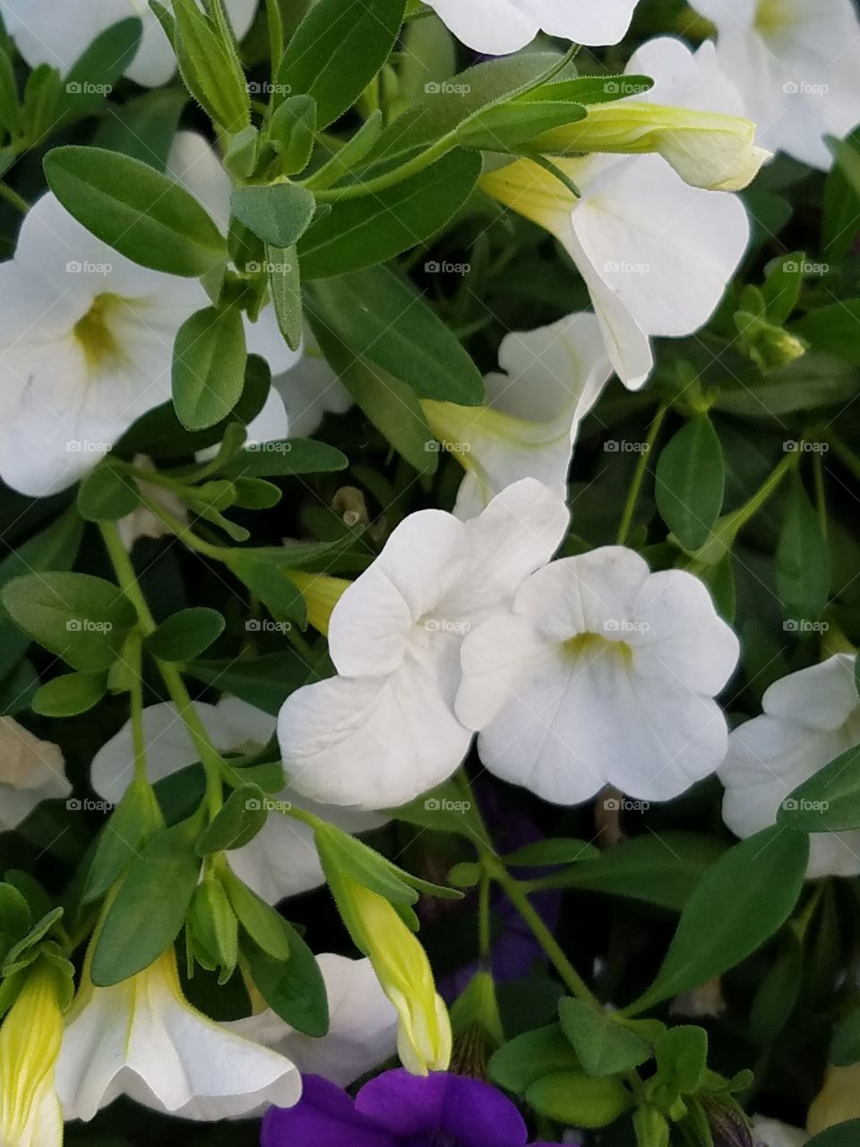 High angle view of fresh white flowers