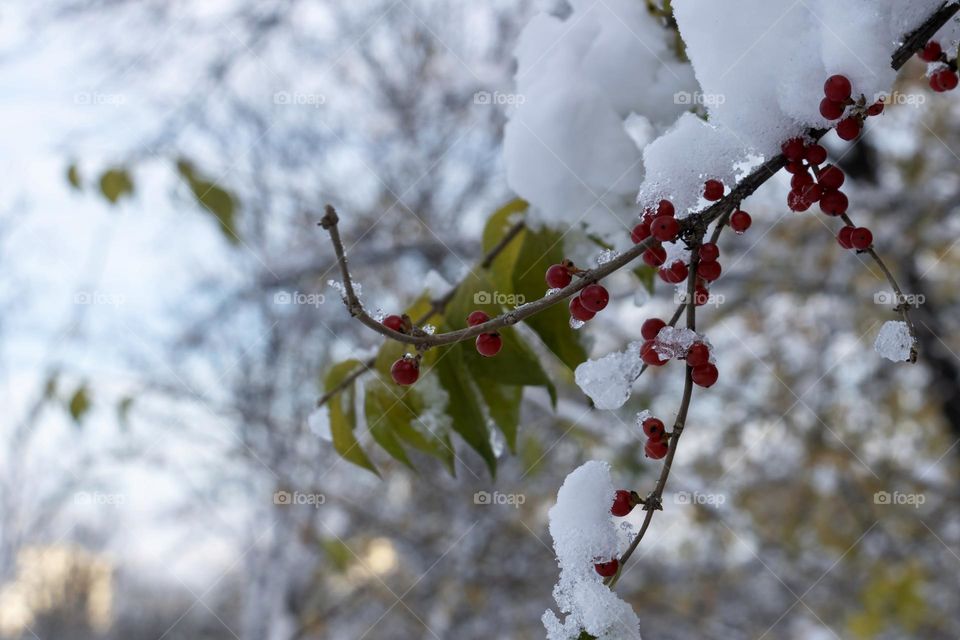 Branches covered with snow against blue sky