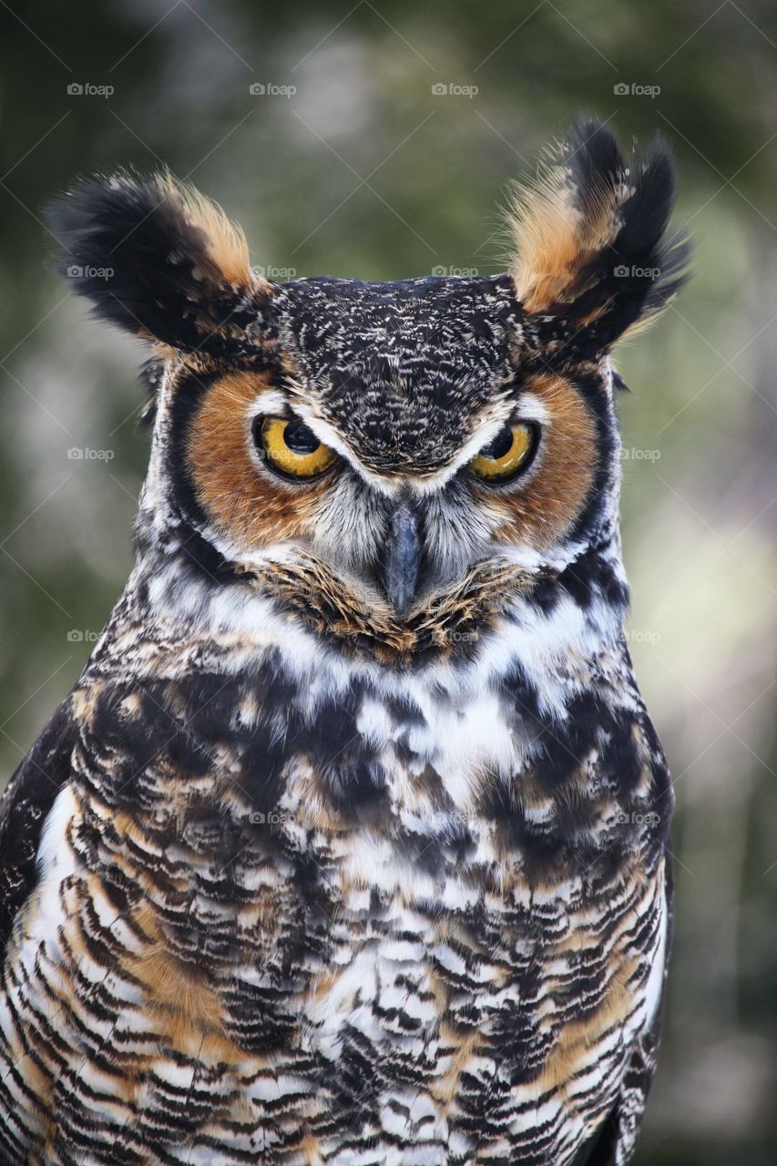 Portrait of an owl