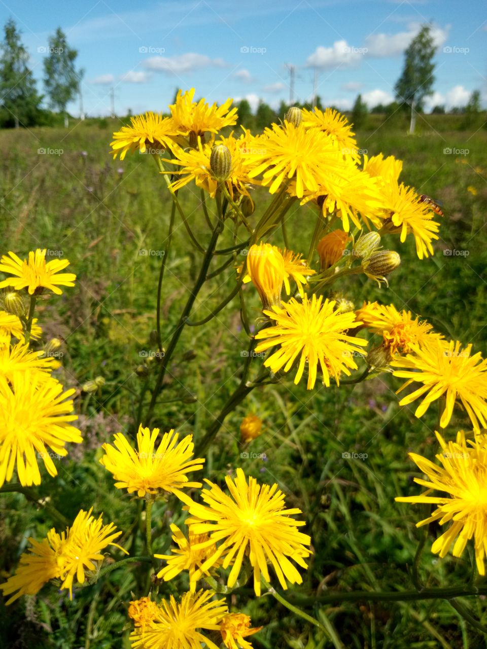 полевые цветы