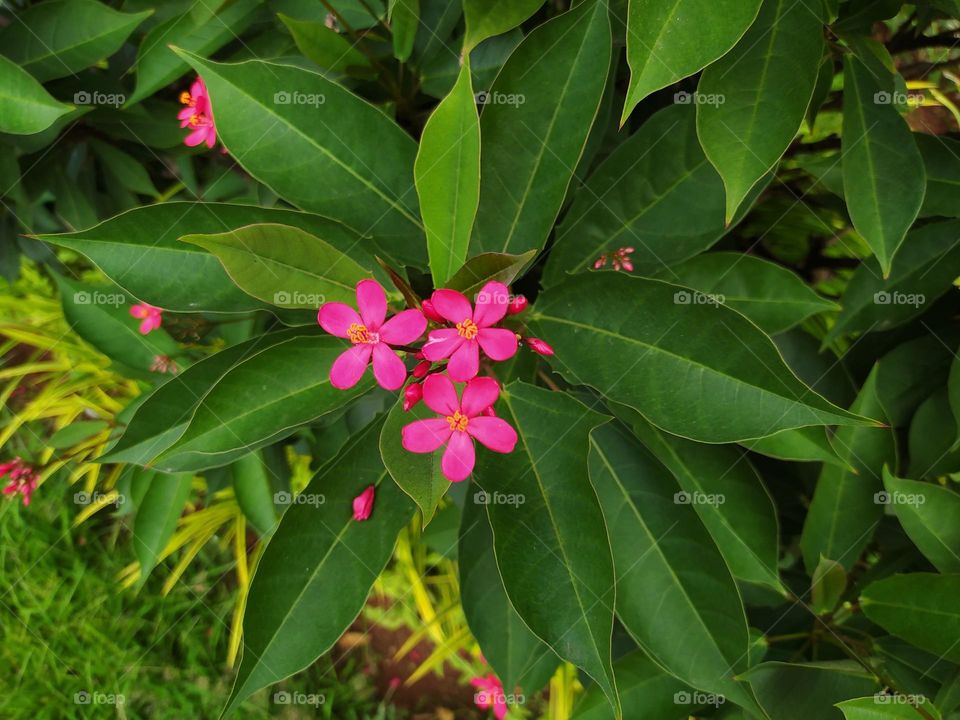 Ornamental plant Jatropha integerrima, in Indonesia it is called Peregrina. Pink compound flowers, very pretty.