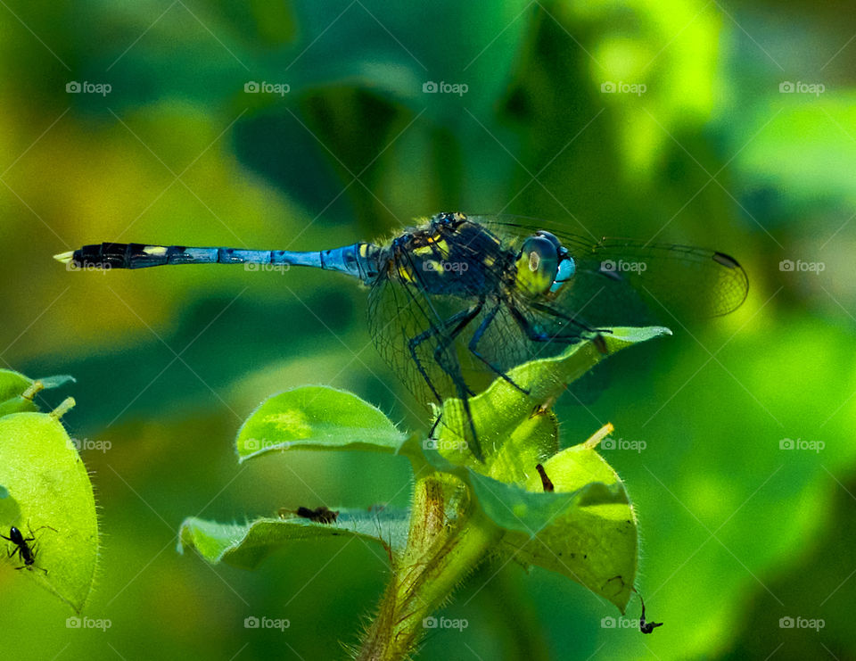 Dragon fly  - blueish  - backyard