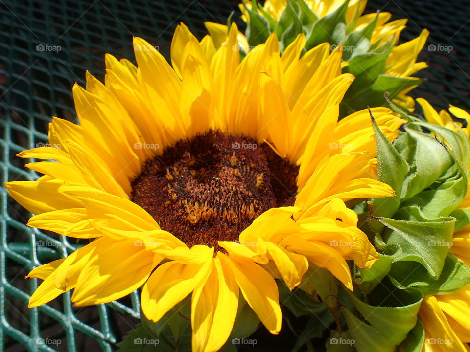 Sunflower so beautiful and happy 