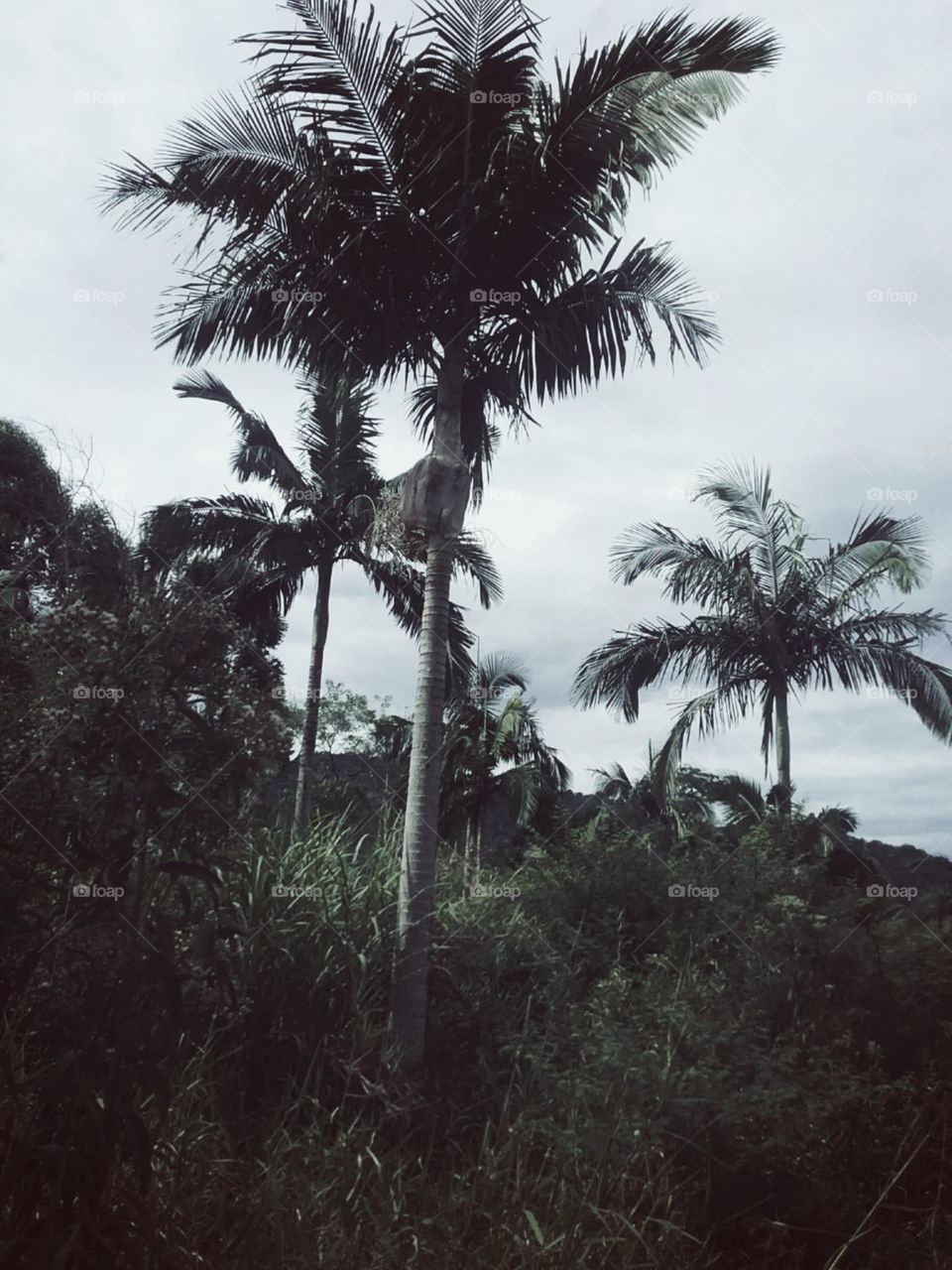 Selvagens palmeiras ao vento.