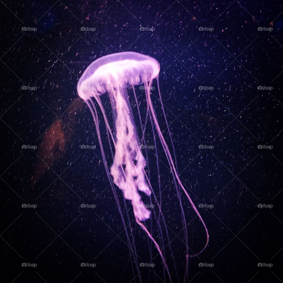 Jellyfish, Science, Biology, Poison, Desktop