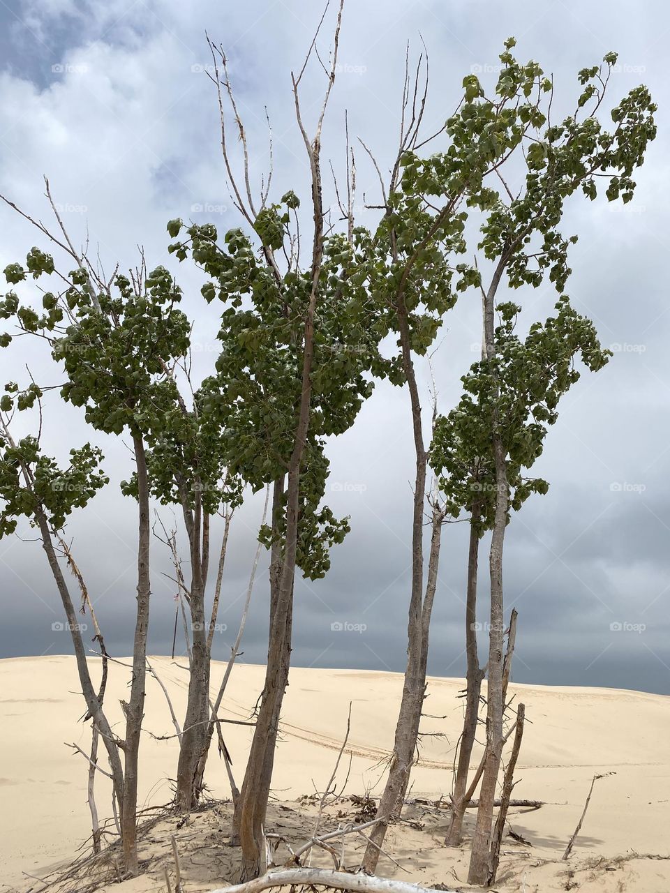 Dune trees on the sand with a cloudy sky in the background. The setting is a beach with dunes.