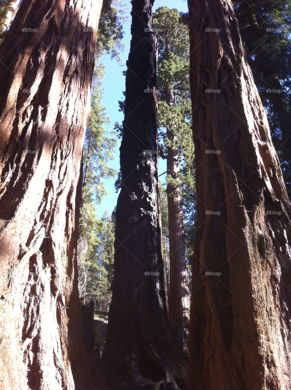 nature trees logs united states by sabont