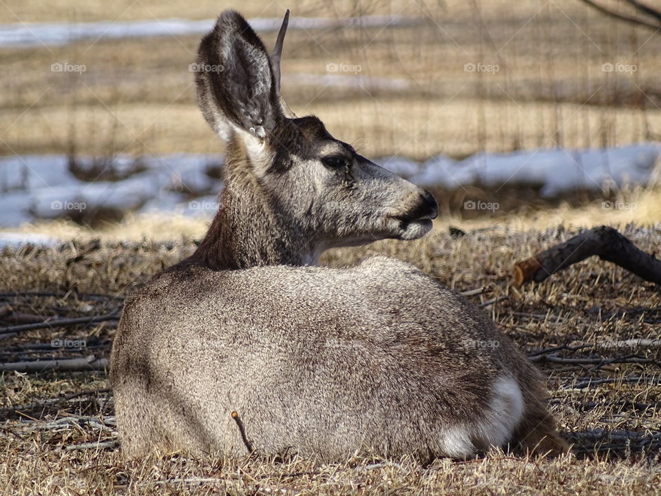 Young Buck