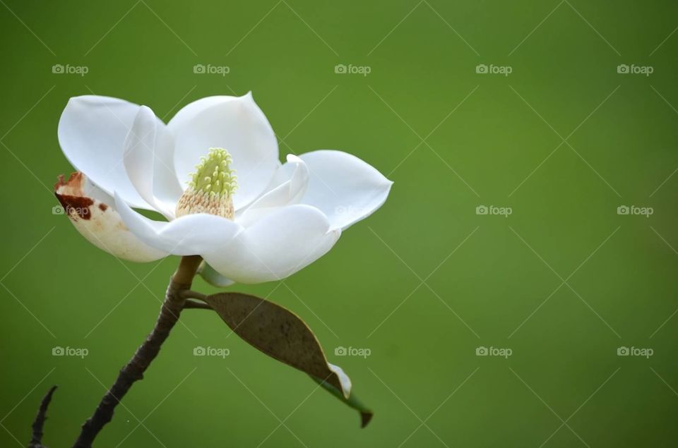 Small magnolia . Small magnolia with green background 