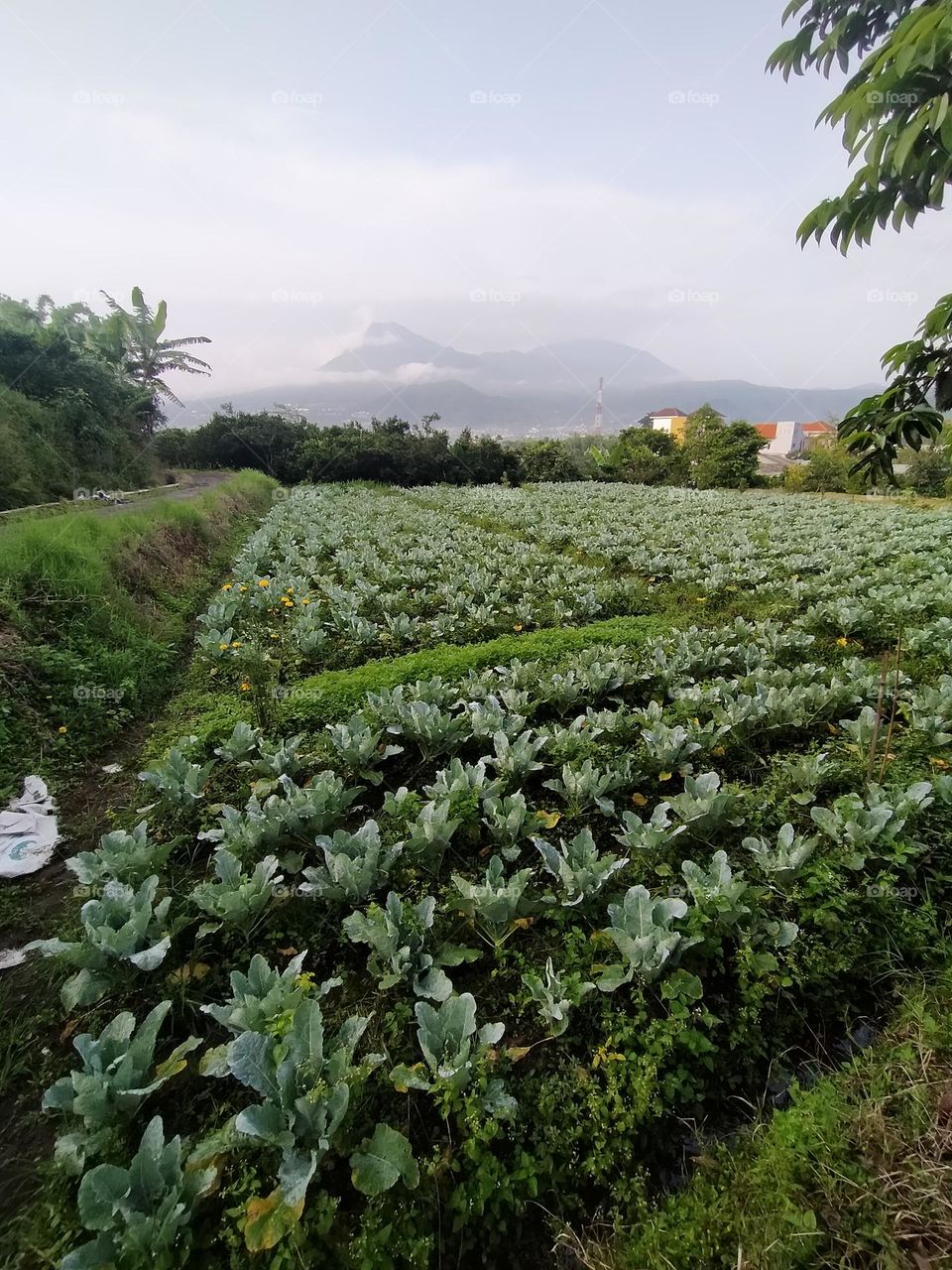 mustard plantation in the morning