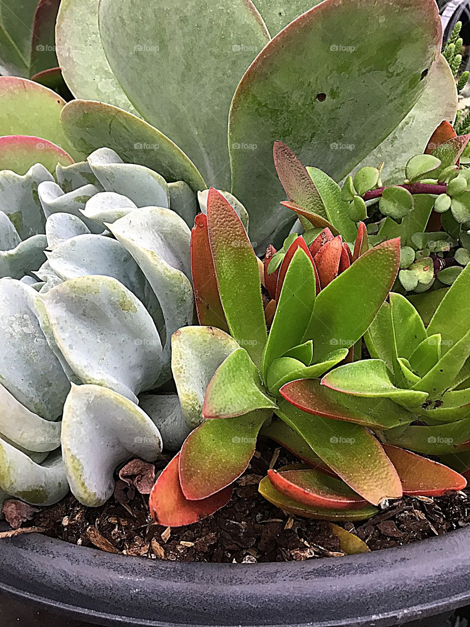 Plant life may be as short as a few weeks or months, but they go through distinct changes as they grow just as people do