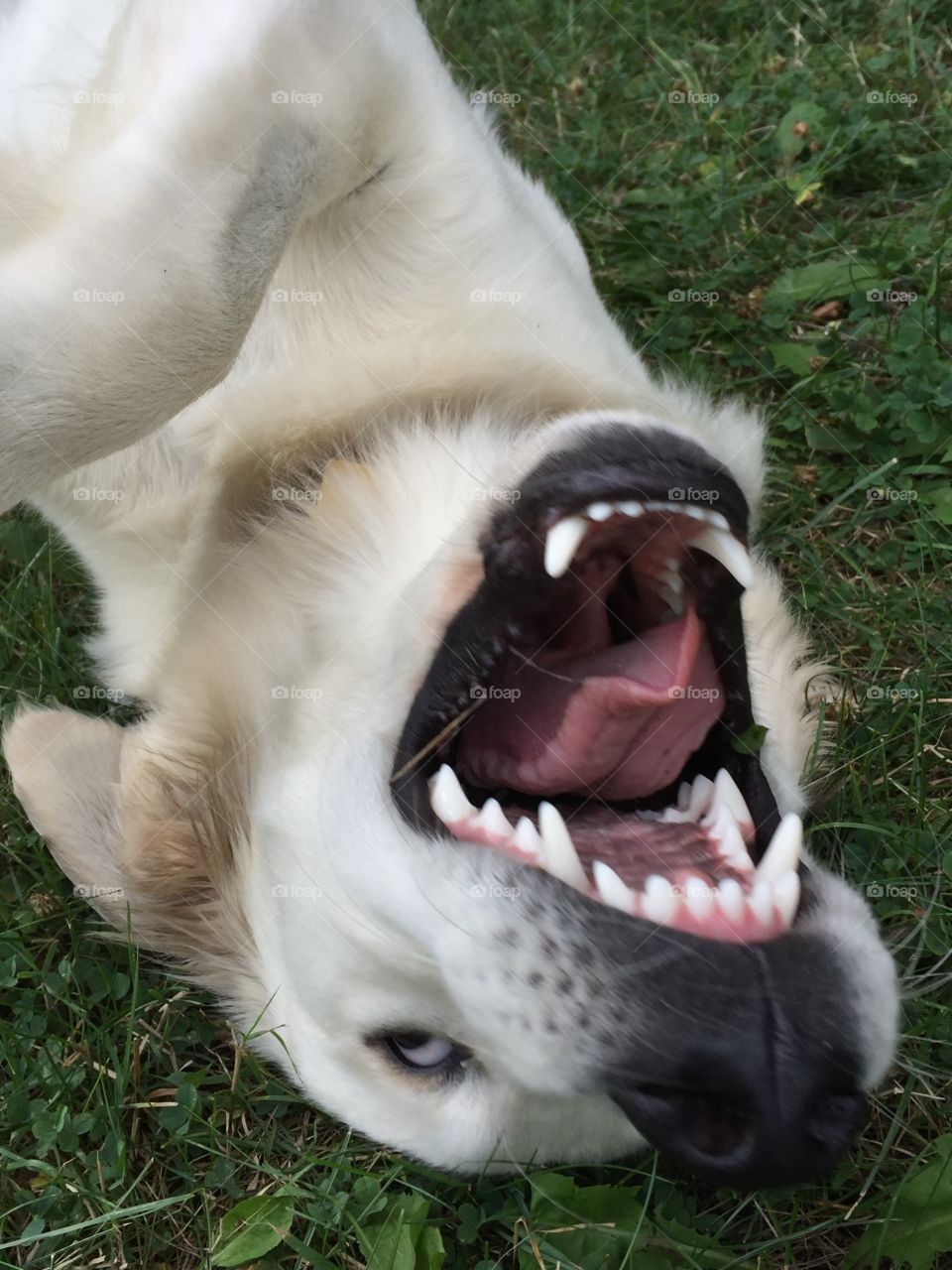 Smiling dog 