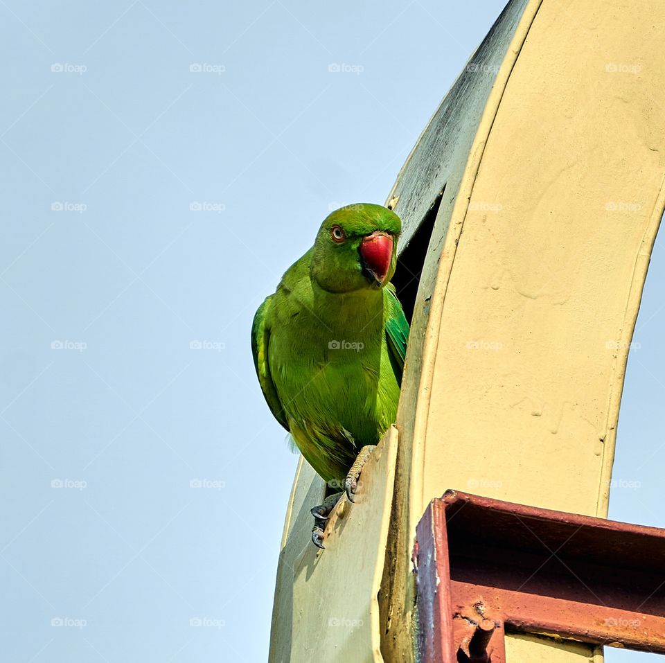 Bird photography  - Indian  parrot- curiosity