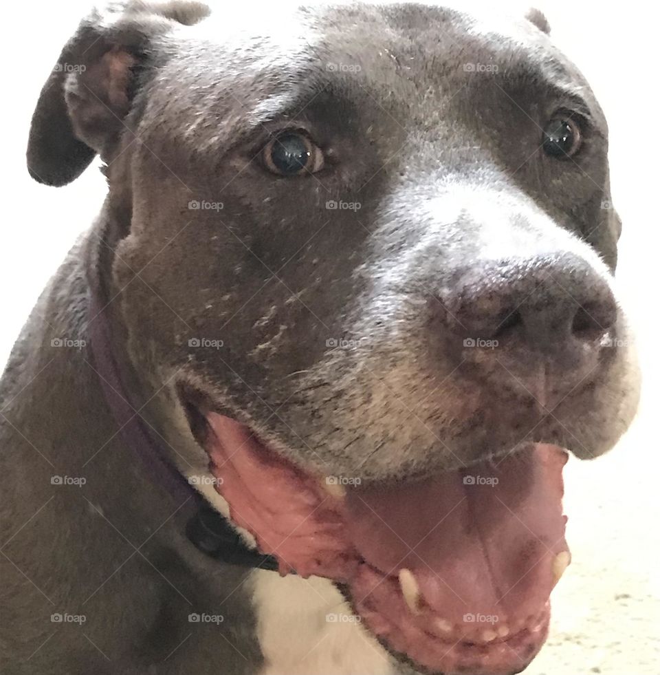 A pit bull named Grayson. Quite a handsome animal he is.