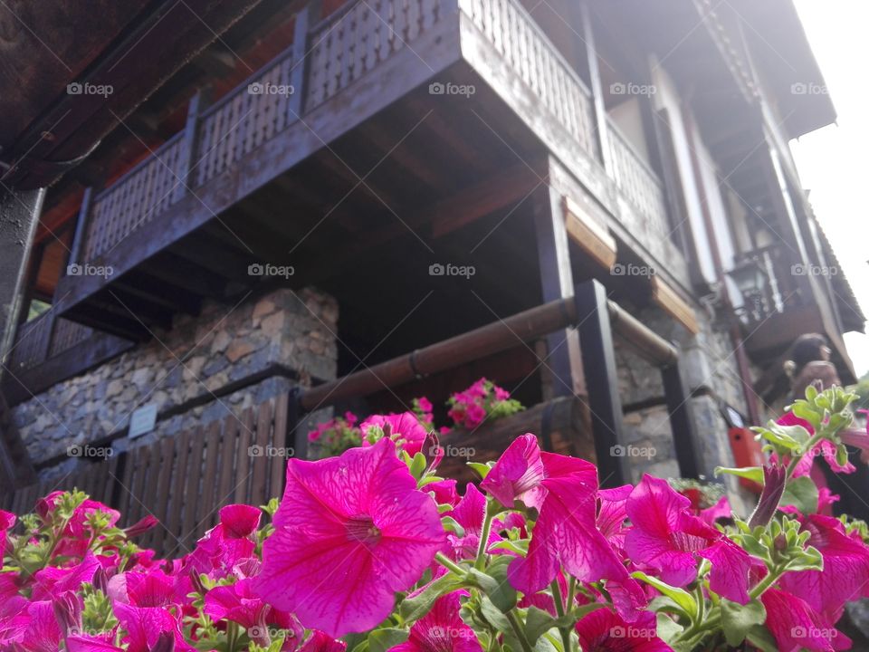 flower in front of old wood house