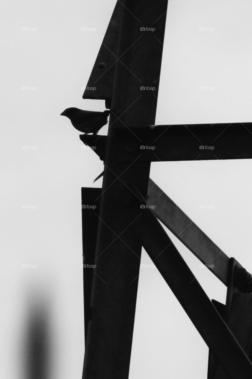Bird resting on steel structure.
