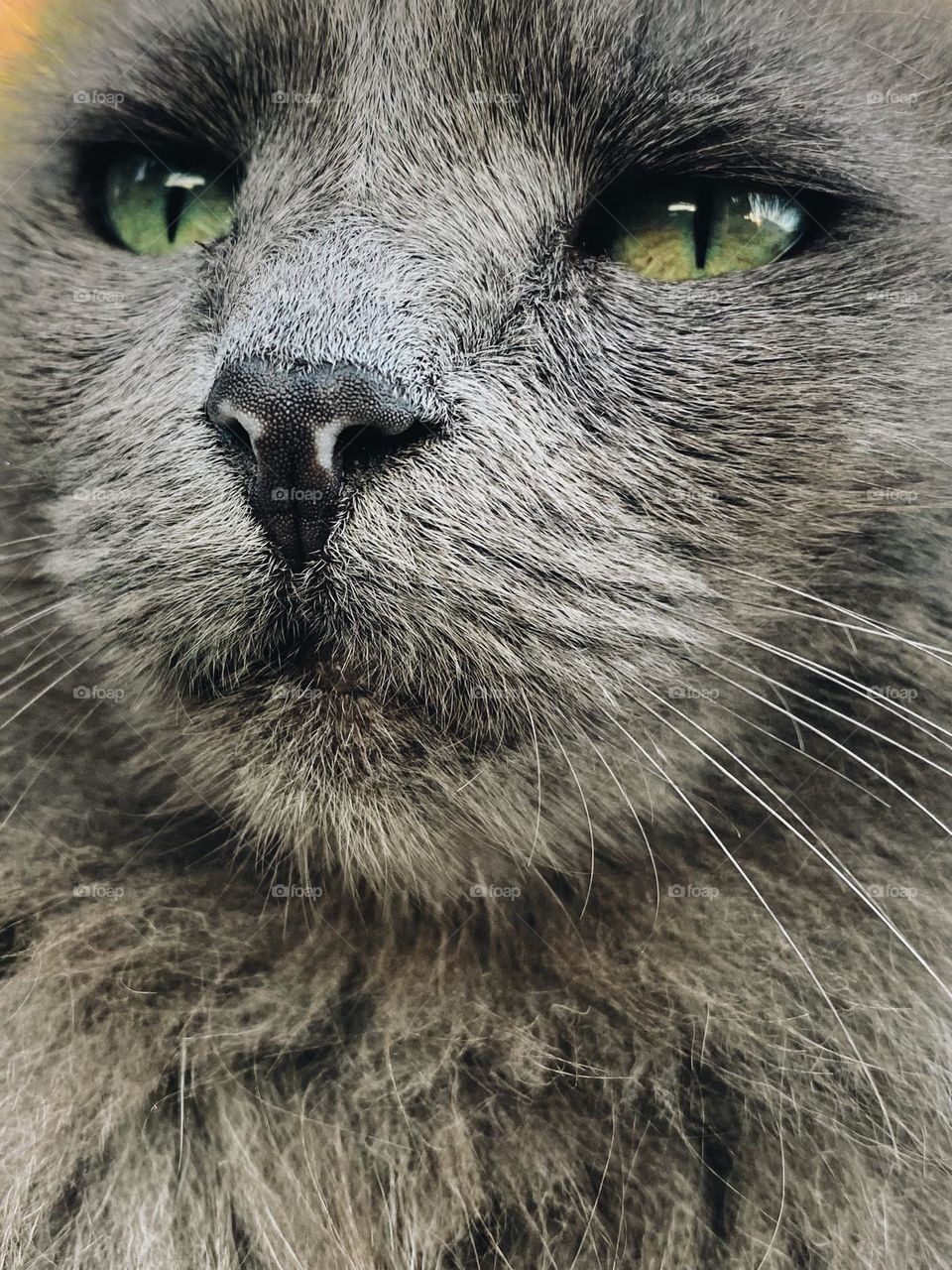 Cat up-close