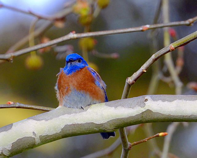 Western Bluebird