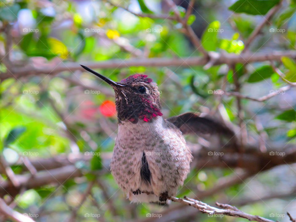 Hummingbird coming back in spring