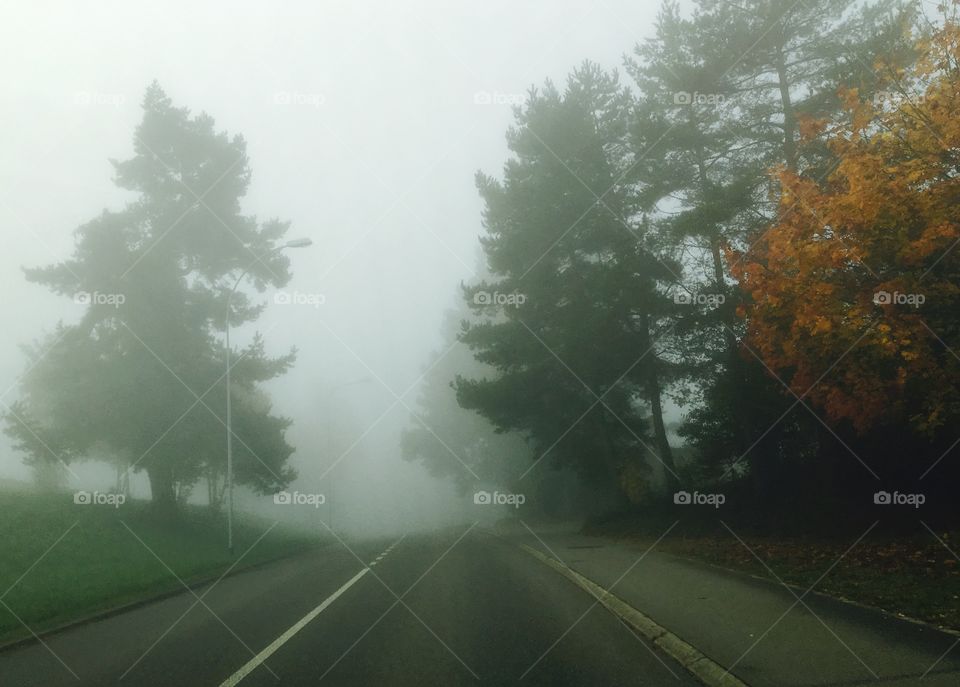Foggy road