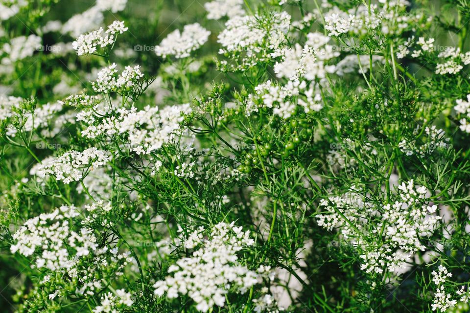 Cilantro plants with seeds