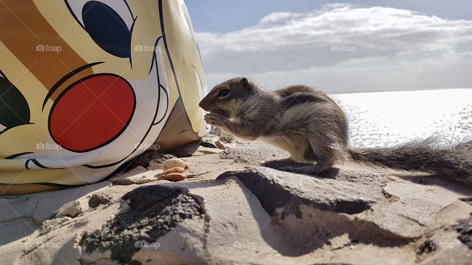 Cute chipmunk sitting eating a peanut in front of A Chip and Dale tote bag on a sunny day by the sea - en gullig jordekorre sitter och äter en jordnöt framför en Piff och Puff väska en solig dag vid havet